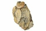 Two Fossil Ammonites (Jeletzkytes) - South Dakota #189342-2